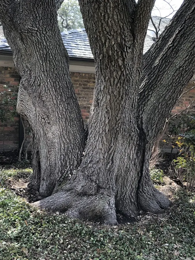 Mature heritage tree close to a Gray property cared for by certified arborists